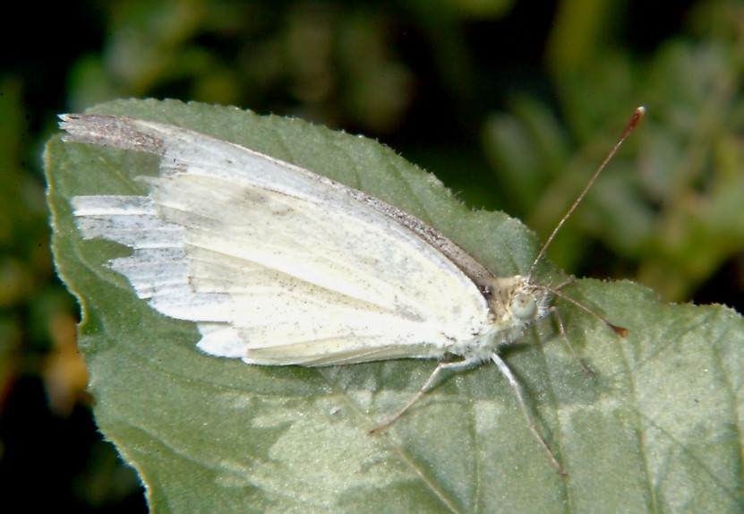 Farfalla e altri insetti